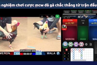 MCW – Làn Gió Mới Của Trải Nghiệm Cá Cược Mcw Đá Gà